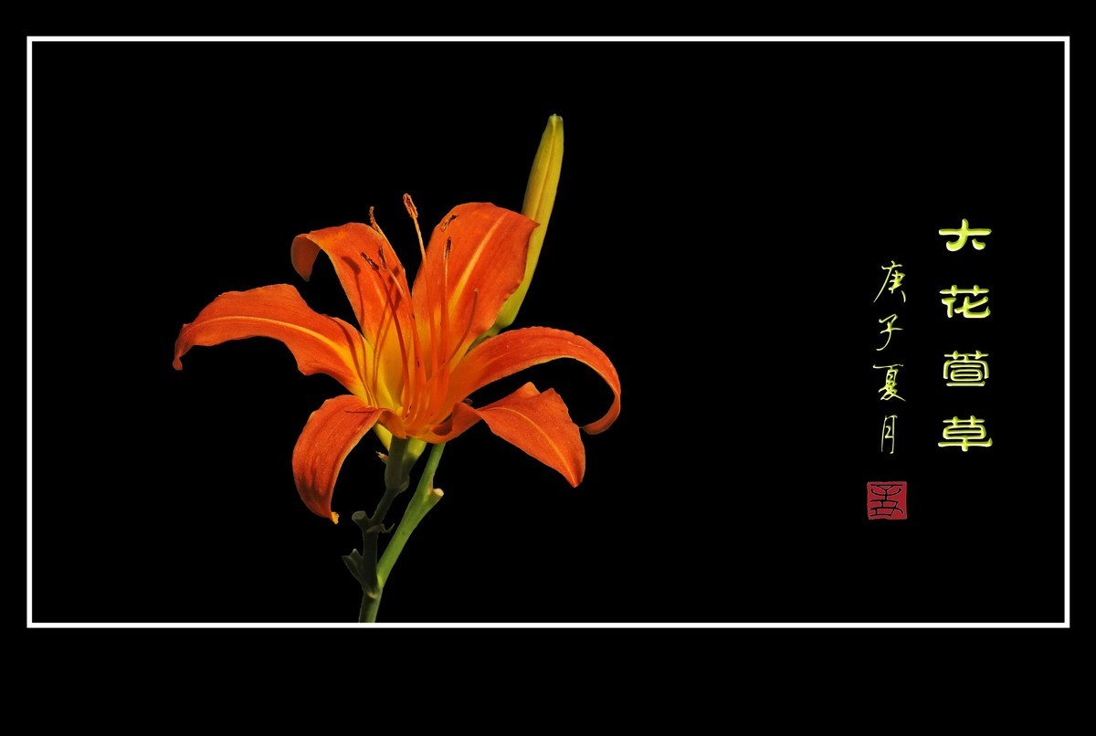 忘而无忧的大花萱草