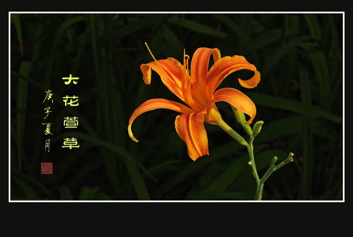 忘而无忧的大花萱草