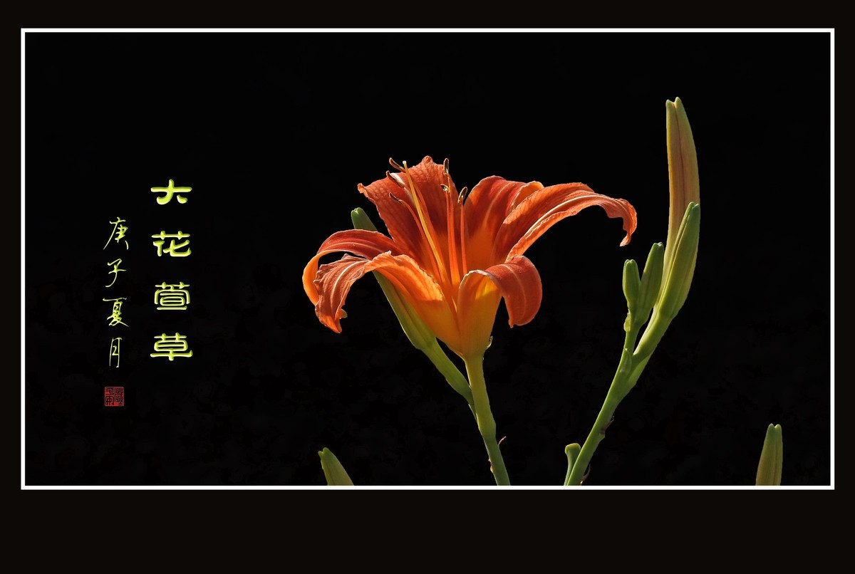 忘而无忧的大花萱草