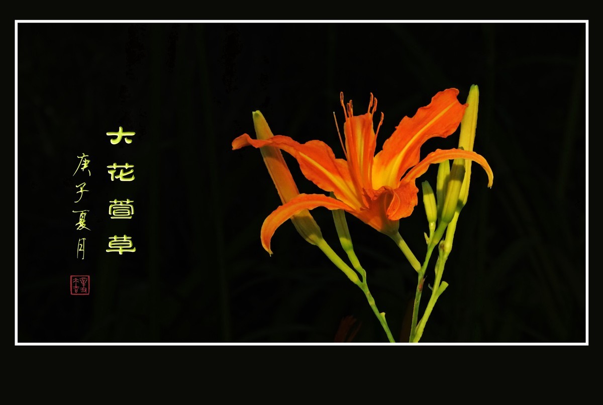 忘而无忧的大花萱草