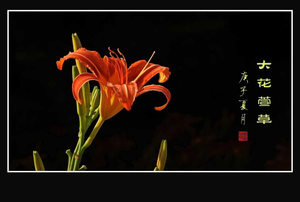 忘而无忧的大花萱草