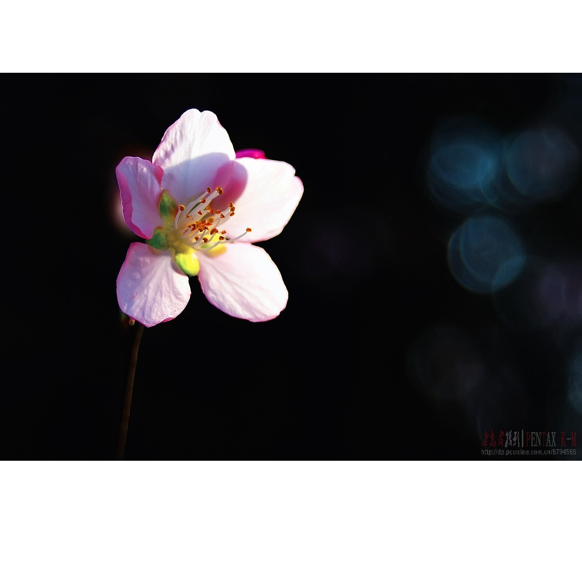 梅杏争芳（K300 F4）