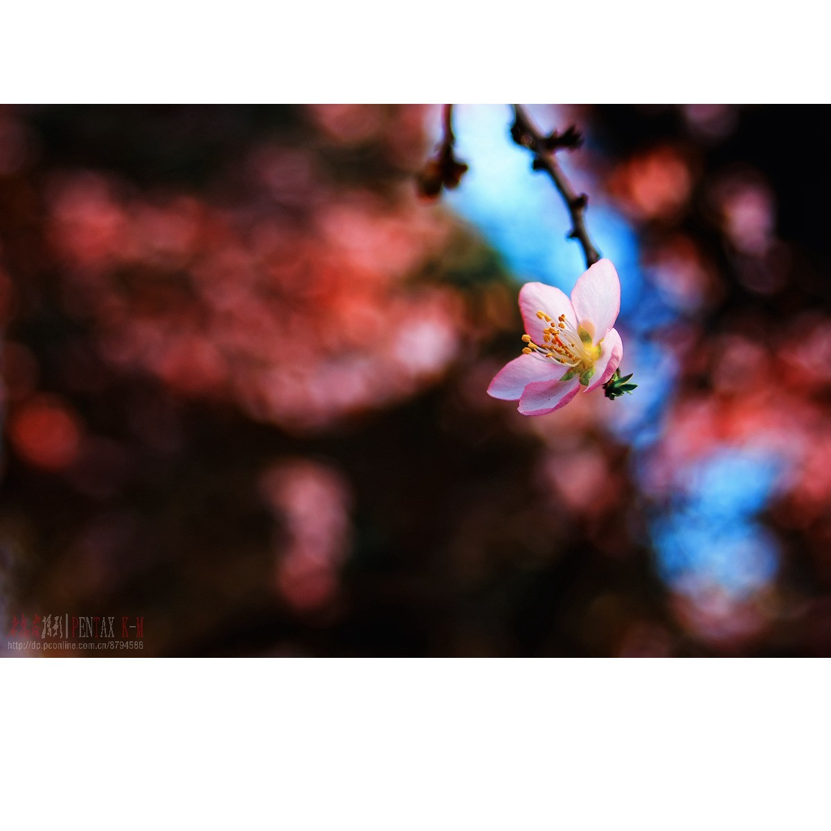 梅杏争芳（K300 F4）