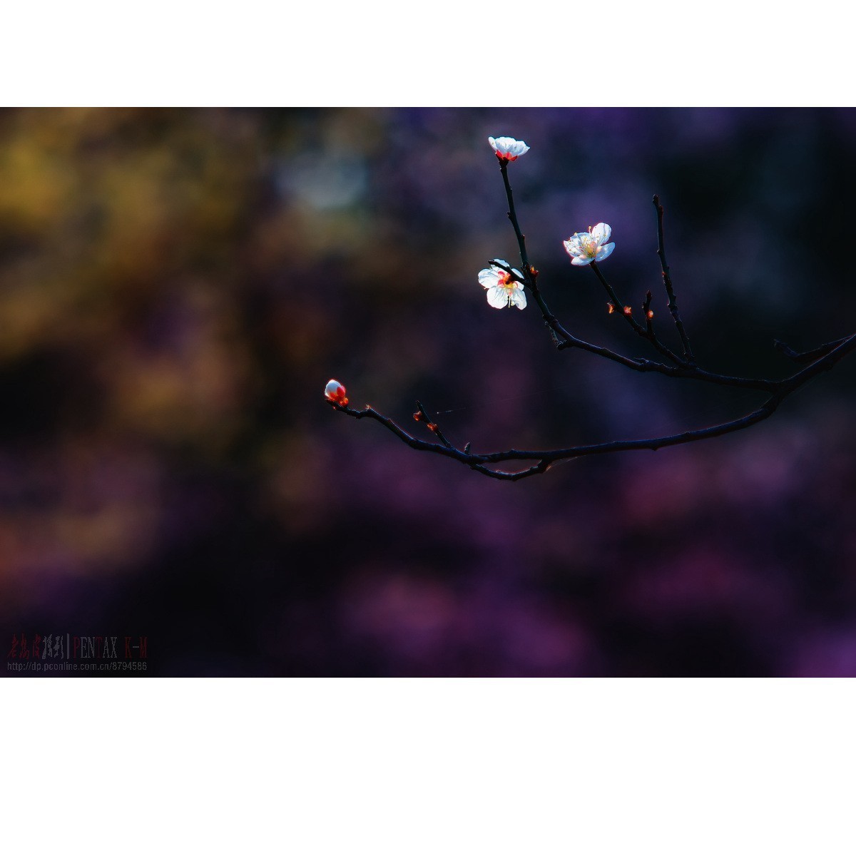 梅杏争芳（K300 F4）