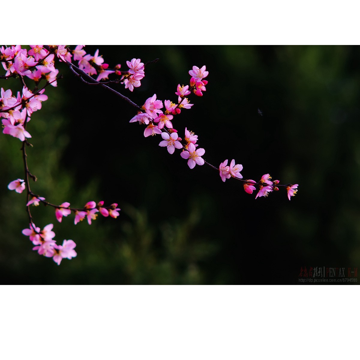 梅杏争芳（K300 F4）