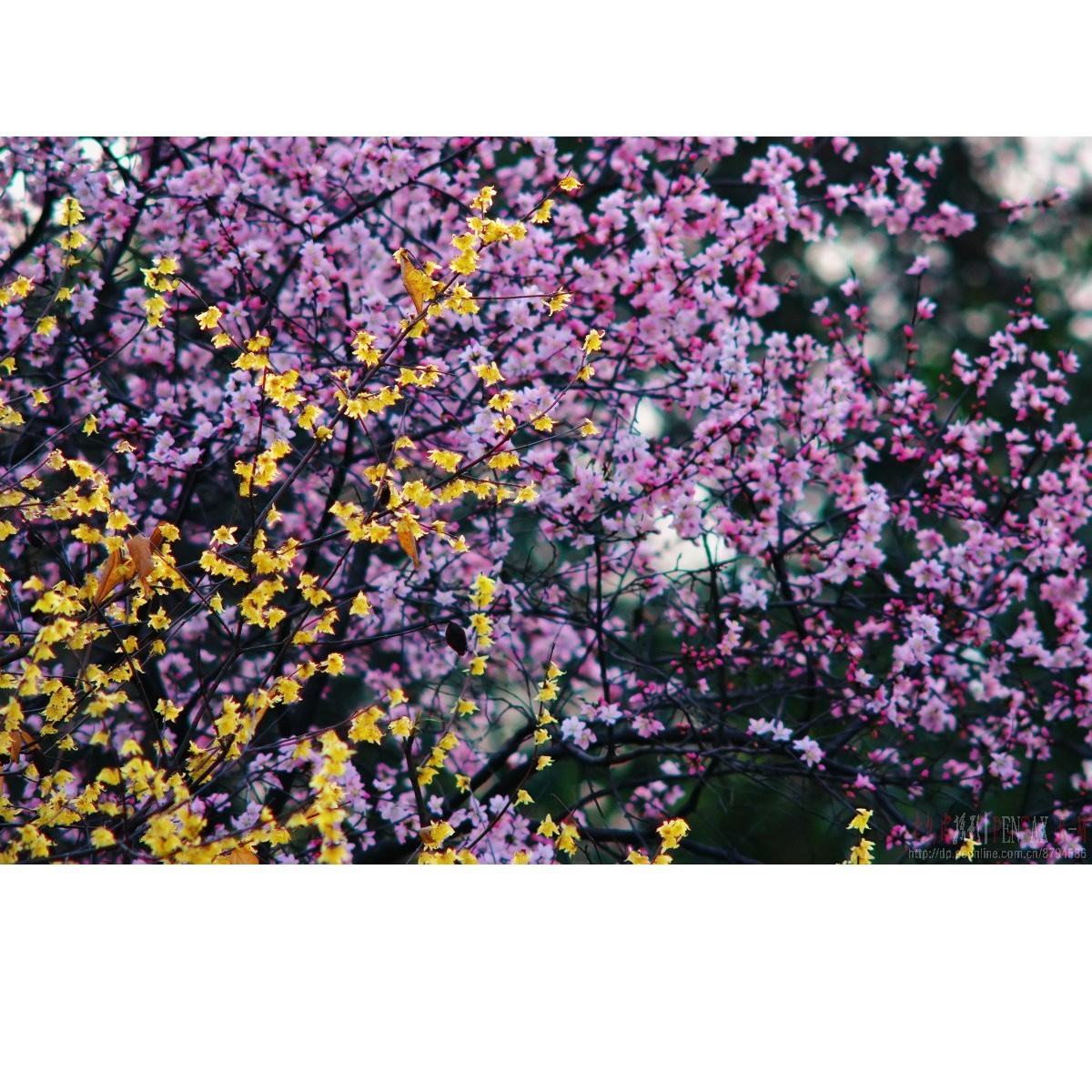 梅杏争芳（K300 F4）