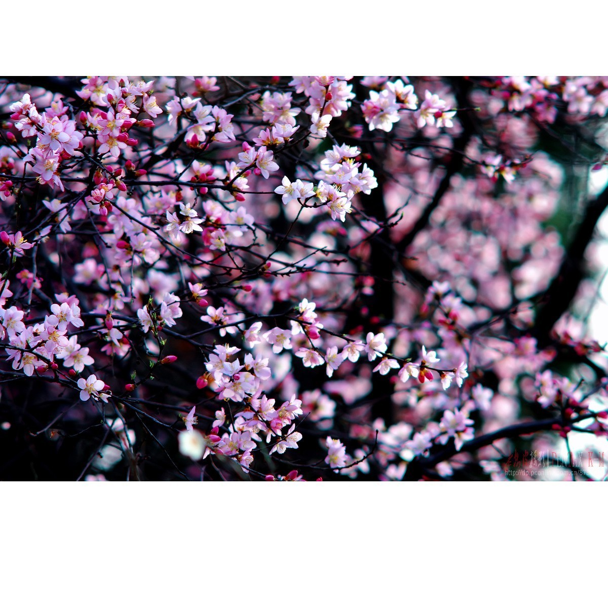 梅杏争芳（K300 F4）