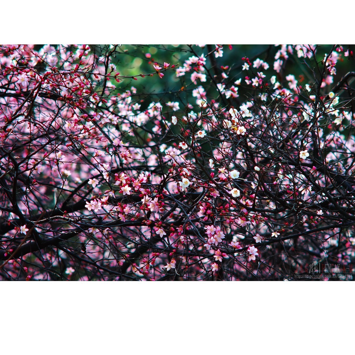 梅杏争芳（K300 F4）