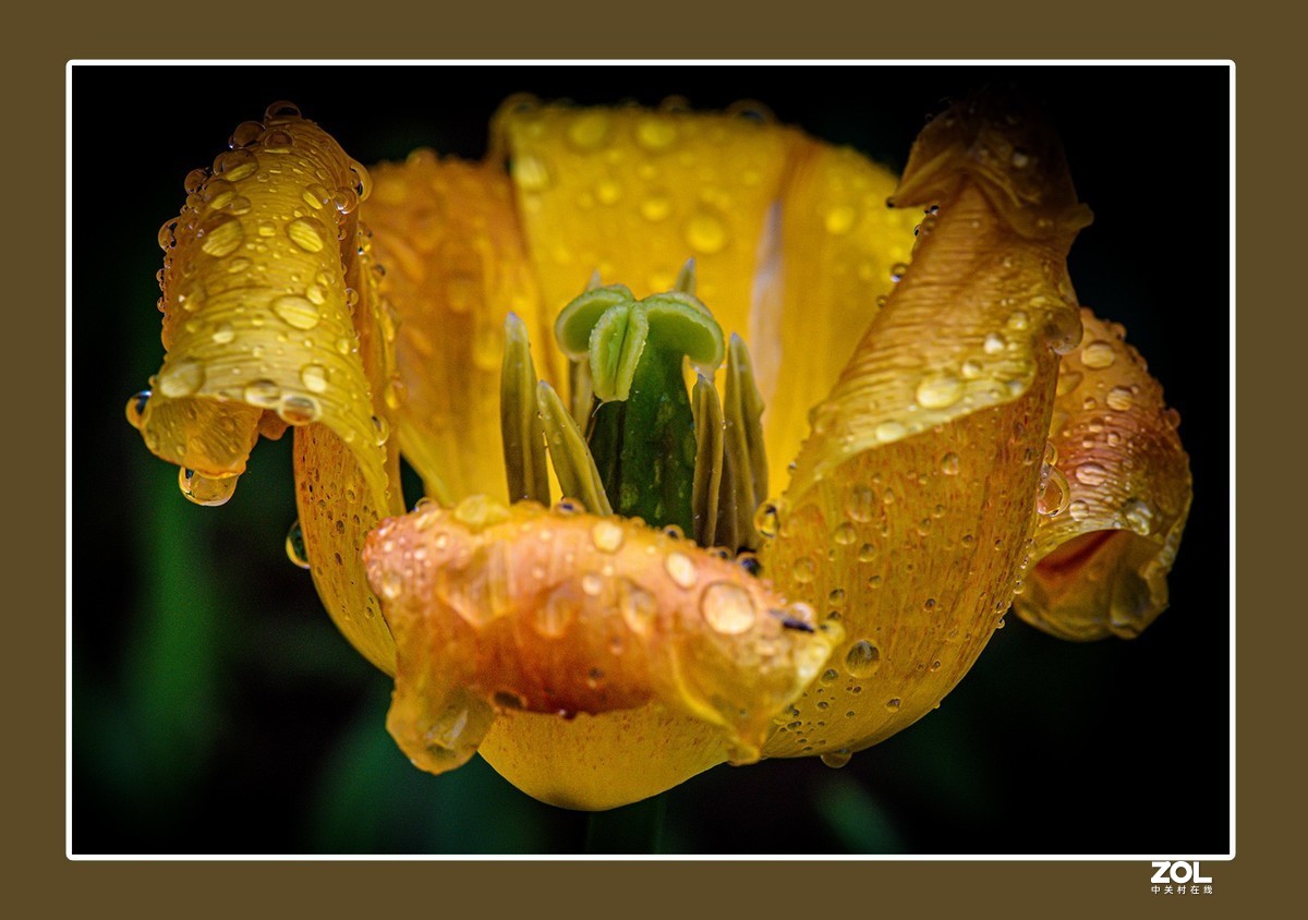 出水芙蓉郁金香