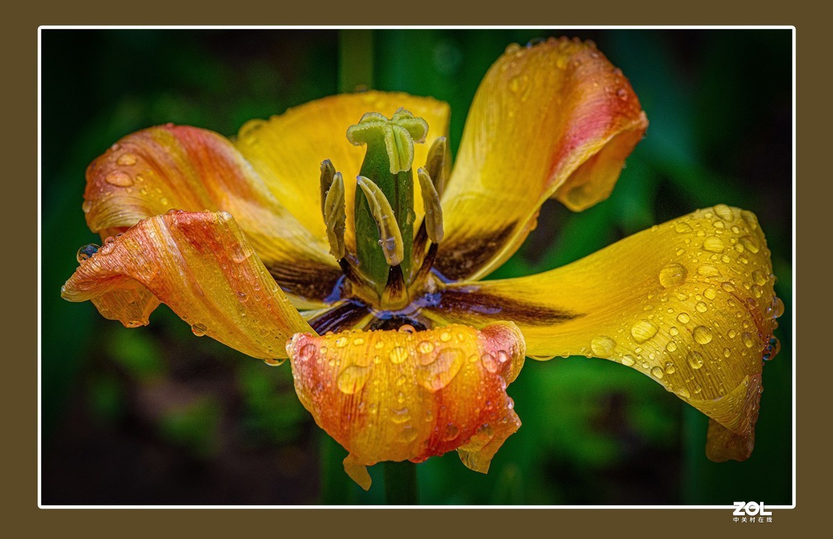 出水芙蓉郁金香