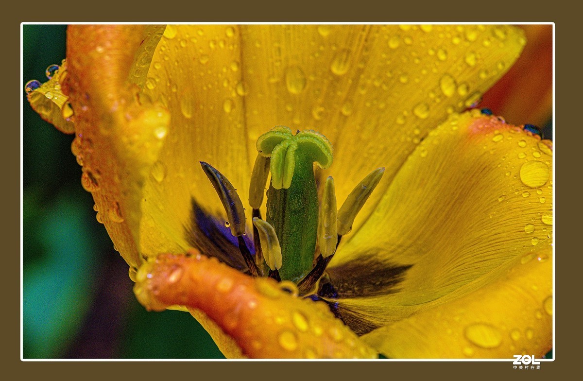 出水芙蓉郁金香
