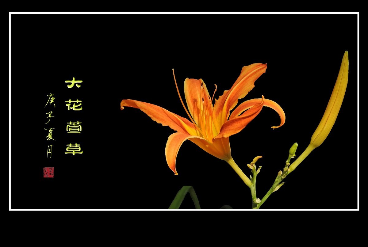 忘而无忧的大花萱草