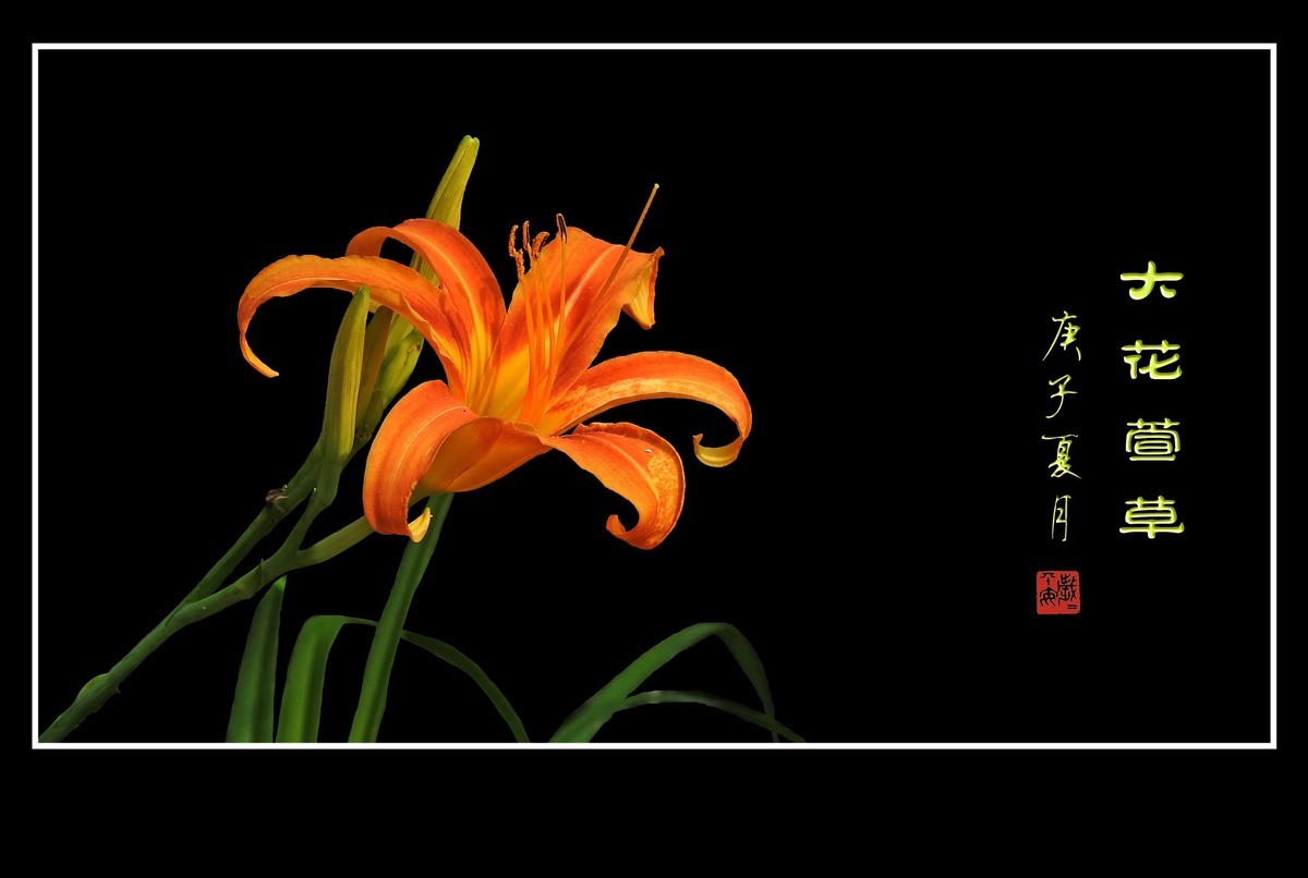 忘而无忧的大花萱草