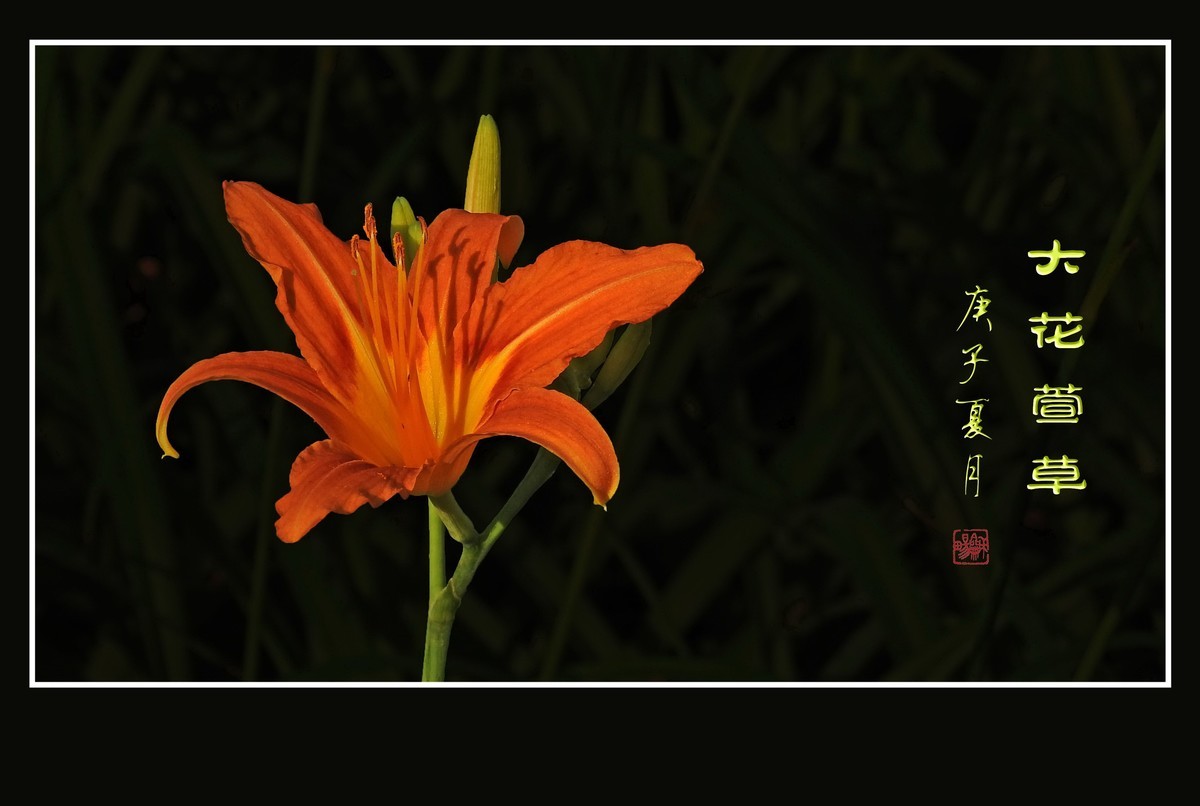 忘而无忧的大花萱草