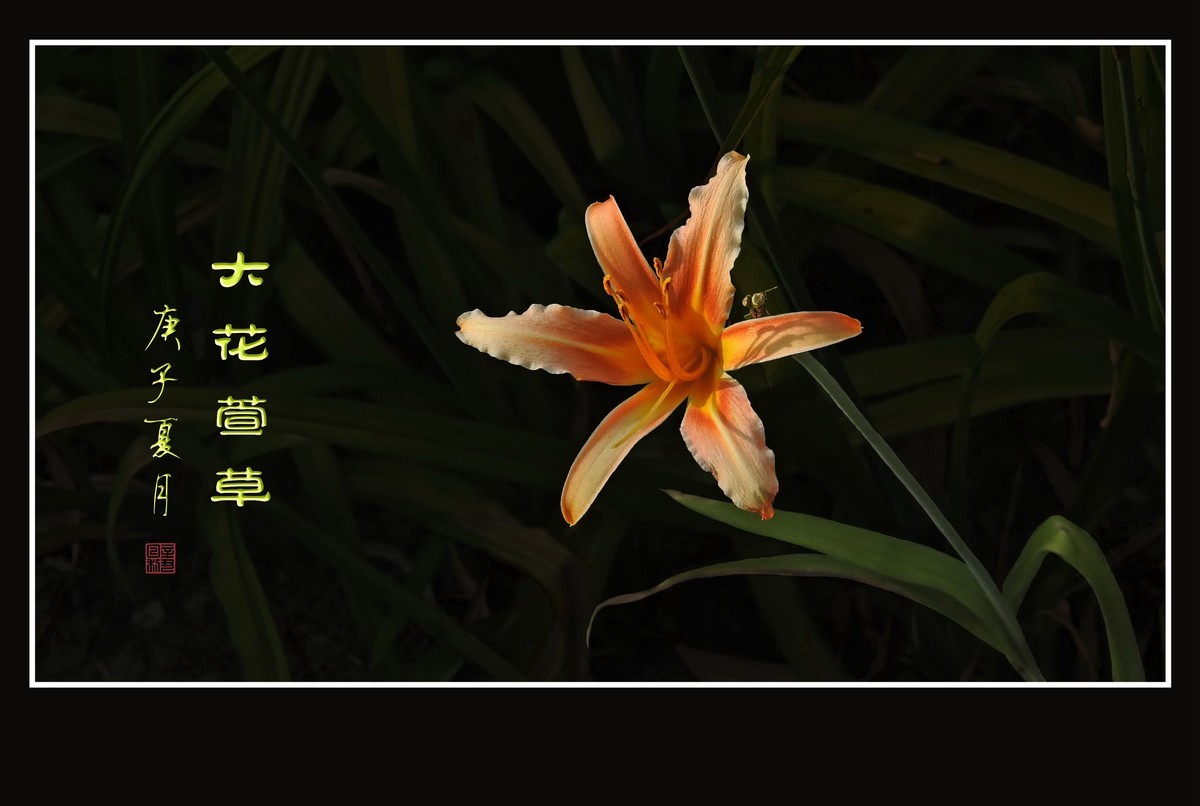 忘而无忧的大花萱草