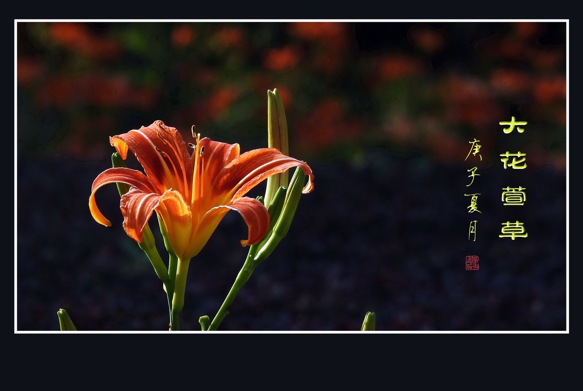 忘而无忧的大花萱草