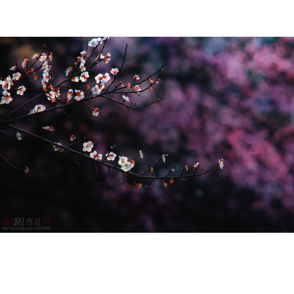 梅杏争芳（K300 F4）