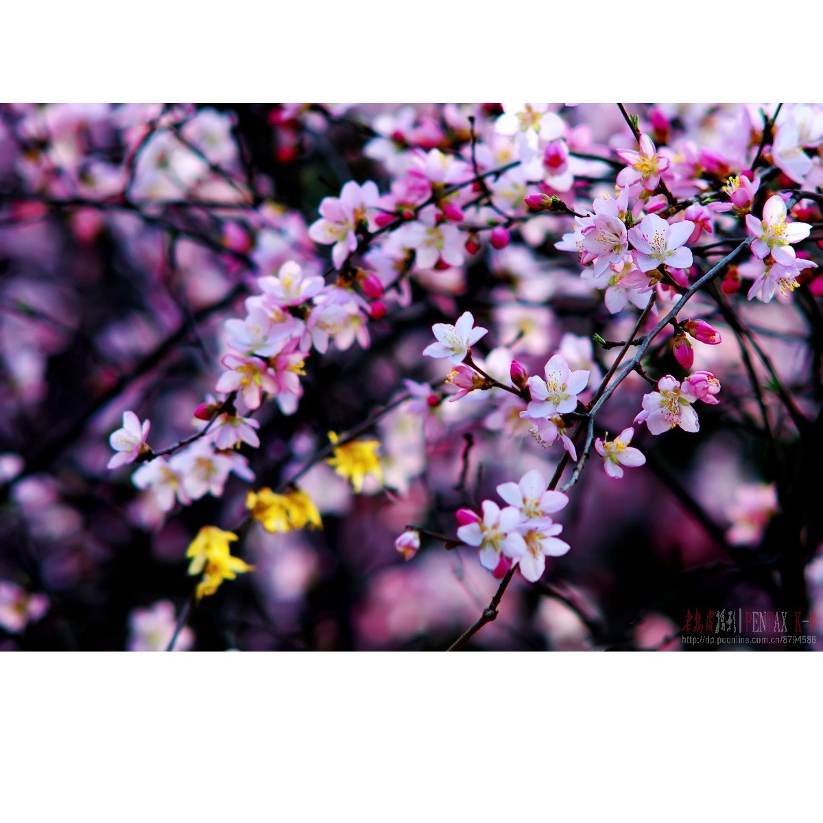 梅杏争芳（K300 F4）