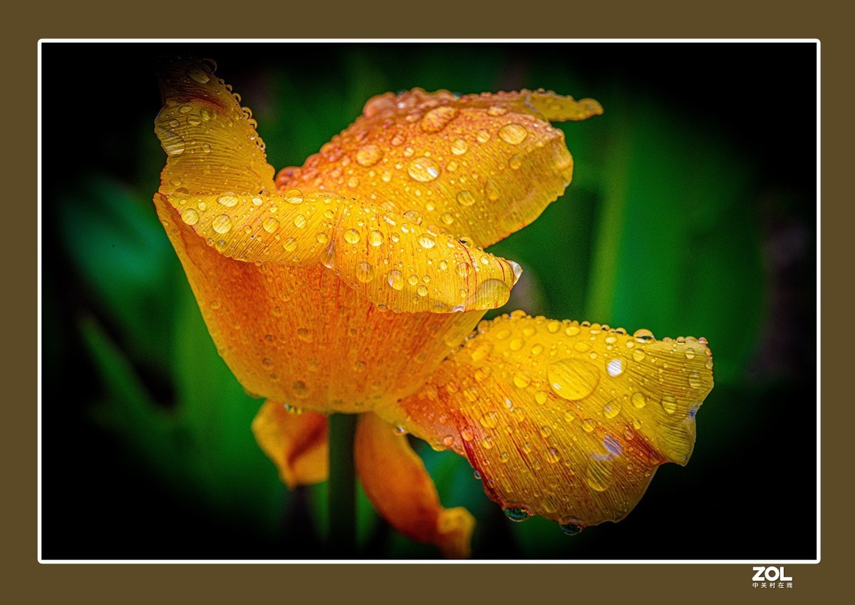 出水芙蓉郁金香