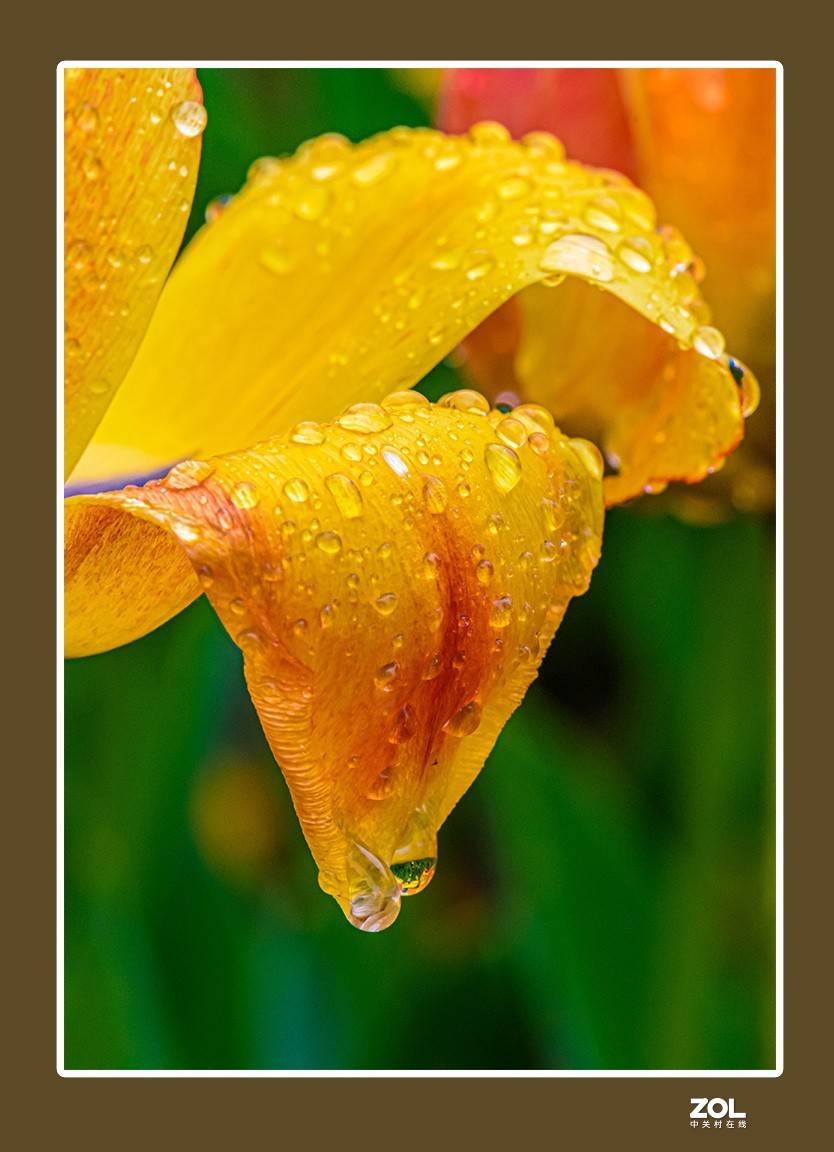 出水芙蓉郁金香