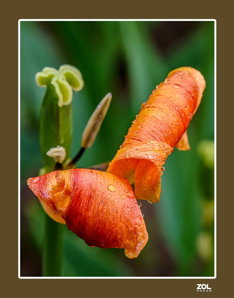 出水芙蓉郁金香