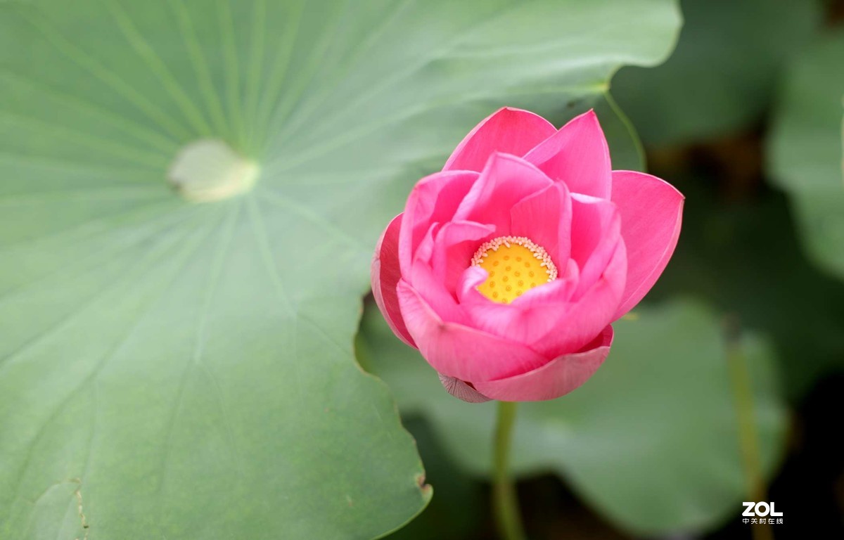 佳能50mmf1.4头拍北海公园荷花
