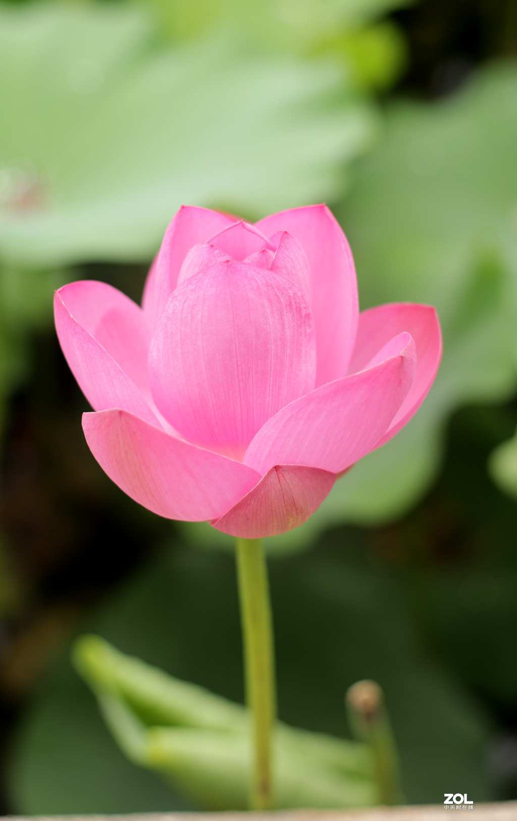 佳能50mmf1.4头拍北海公园荷花