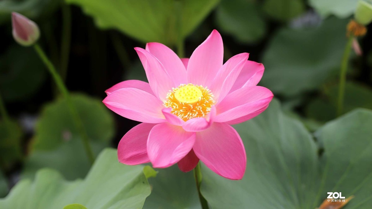 佳能50mmf1.4头拍北海公园荷花