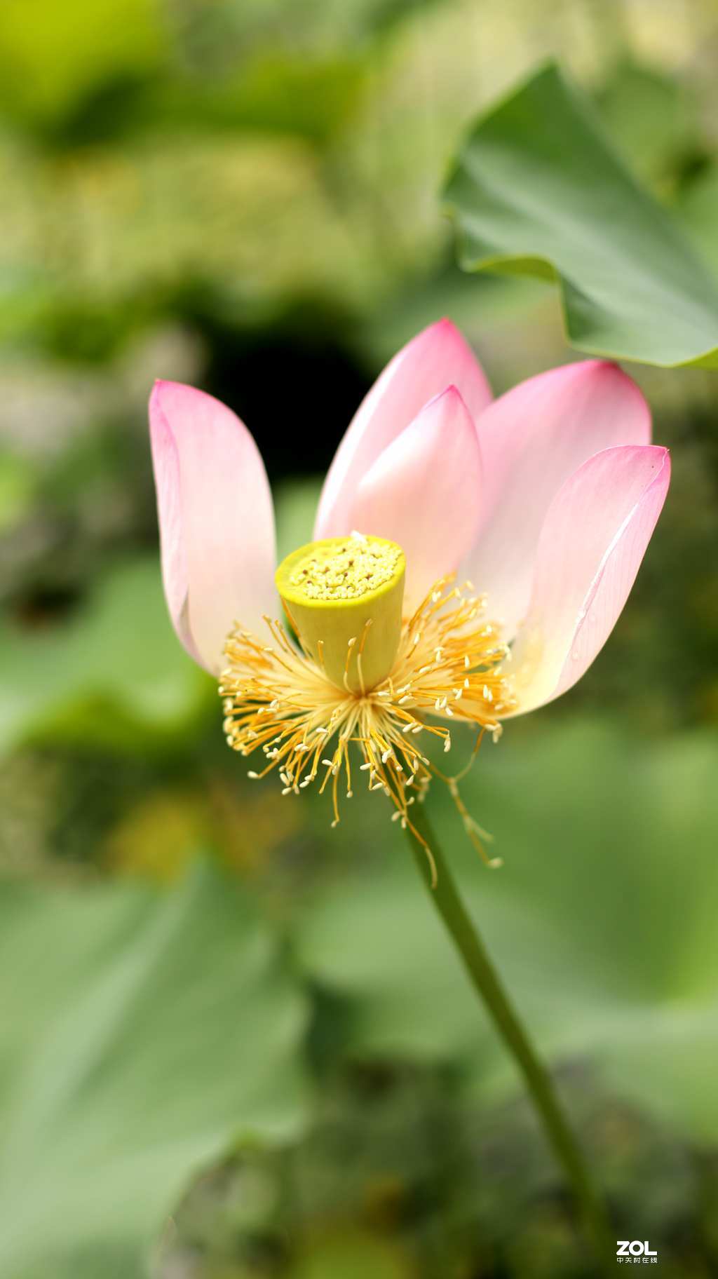 佳能50mmf1.4头拍北海公园荷花