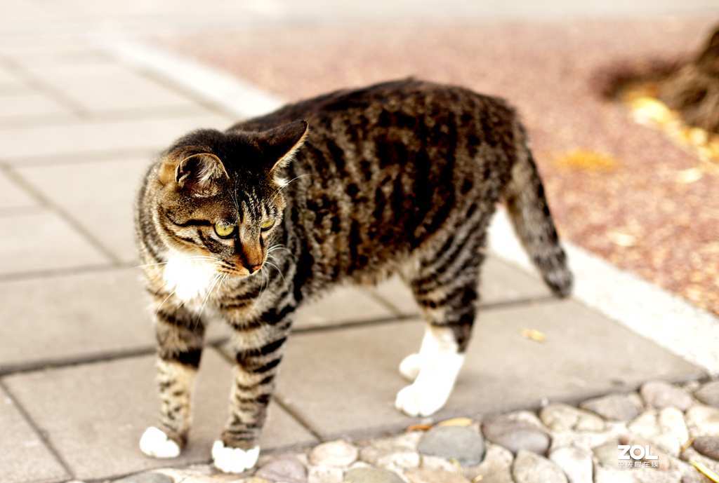 佳能50mmf1.4头拍北海公园荷花