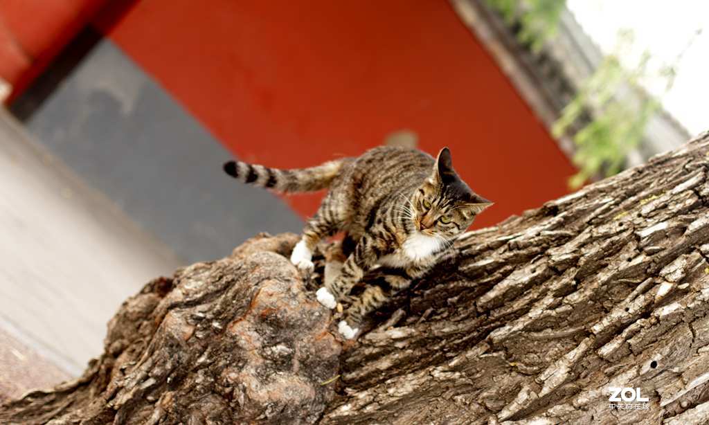 佳能50mmf1.4头拍北海公园荷花