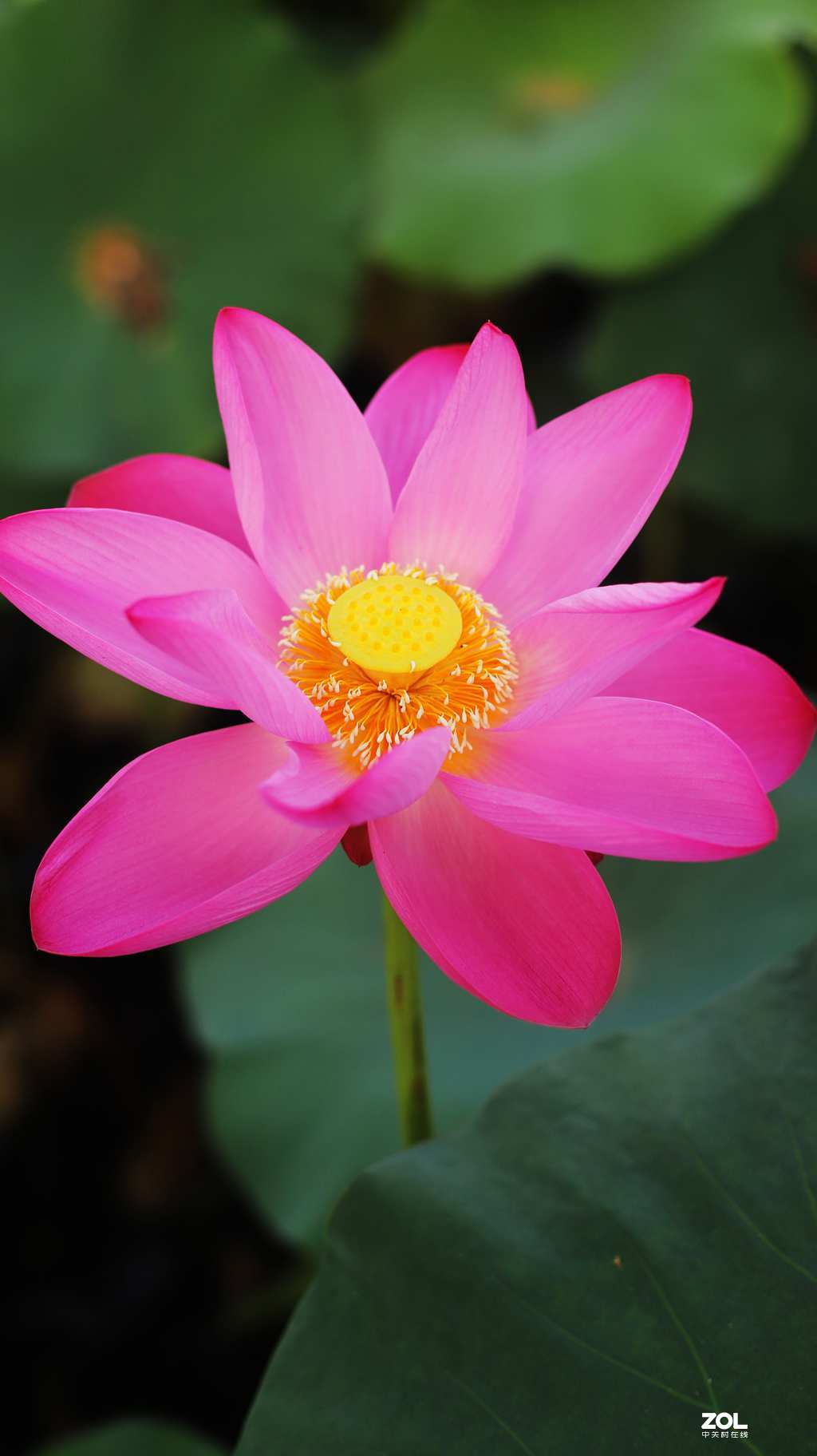 佳能50mmf1.4头拍北海公园荷花