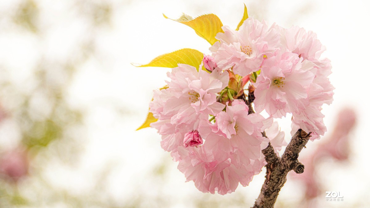 玉渊潭花花草草