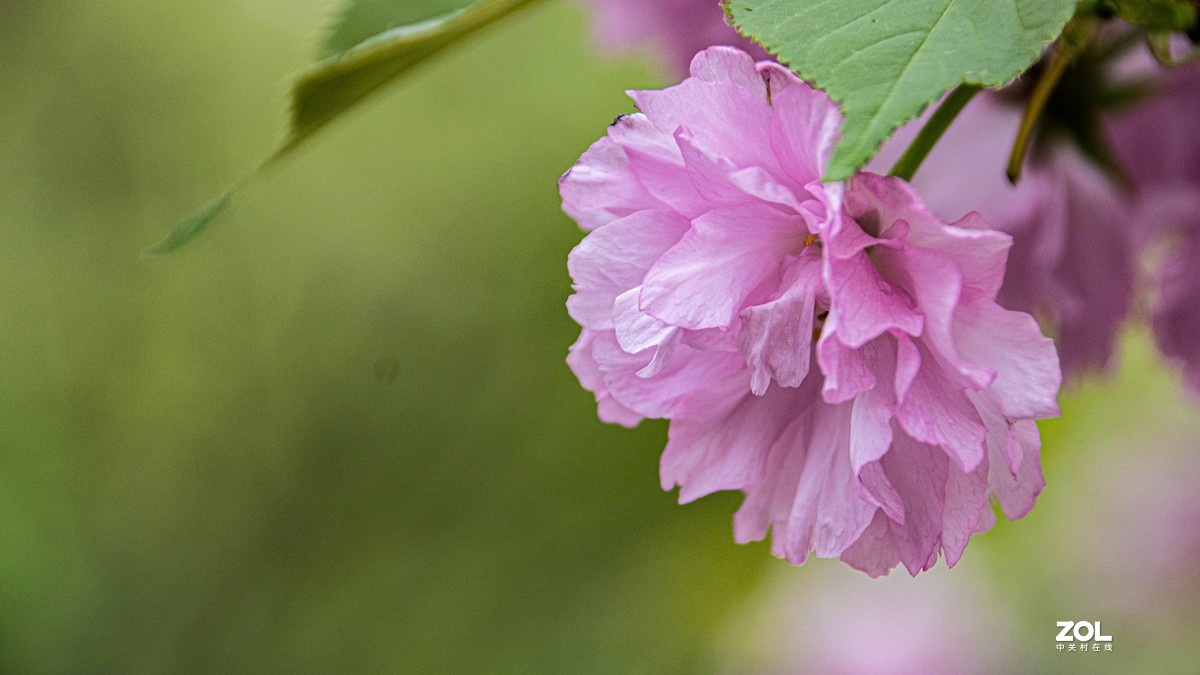 玉渊潭花花草草