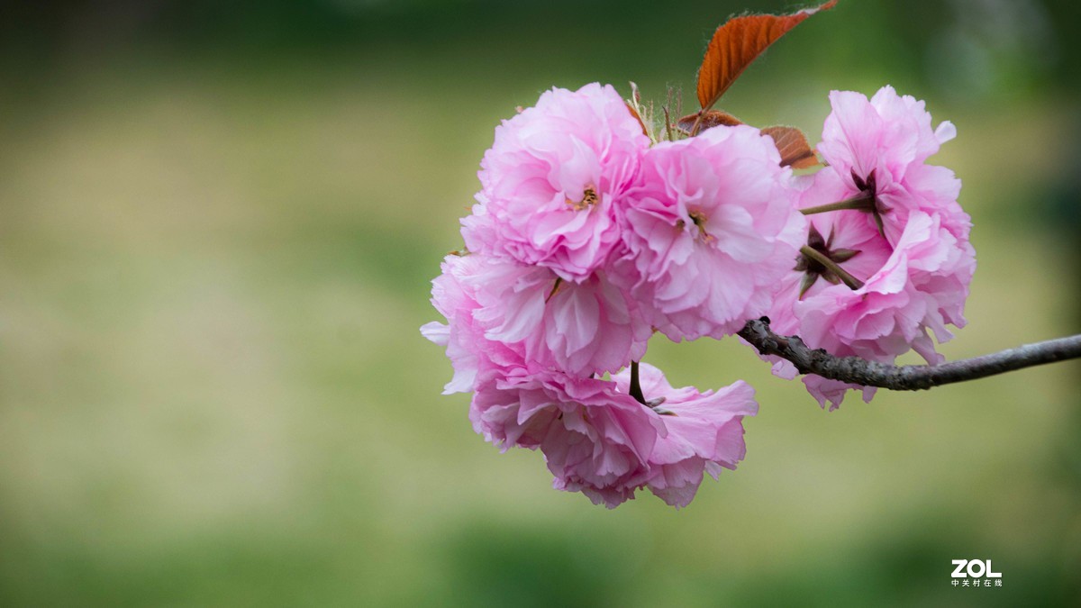 玉渊潭花花草草
