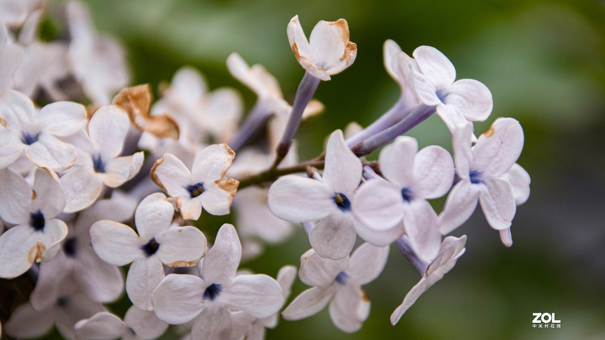 玉渊潭花花草草