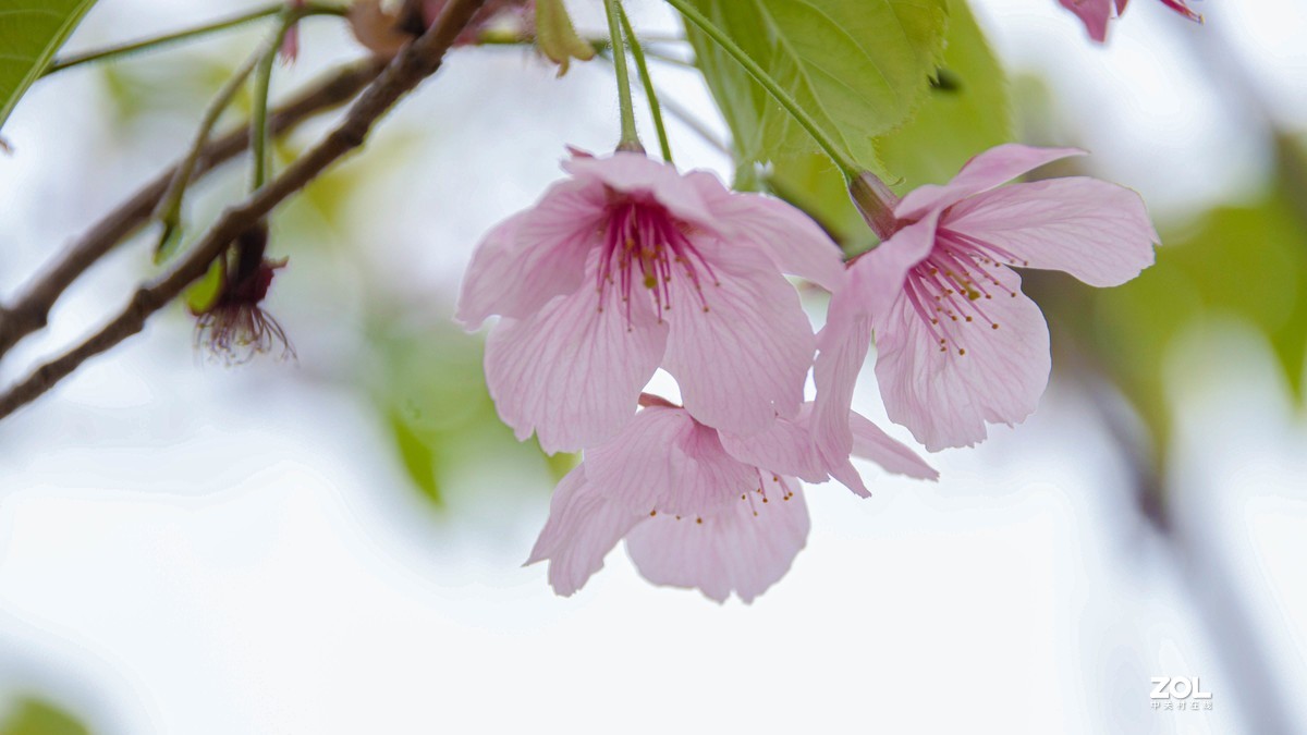 玉渊潭花花草草