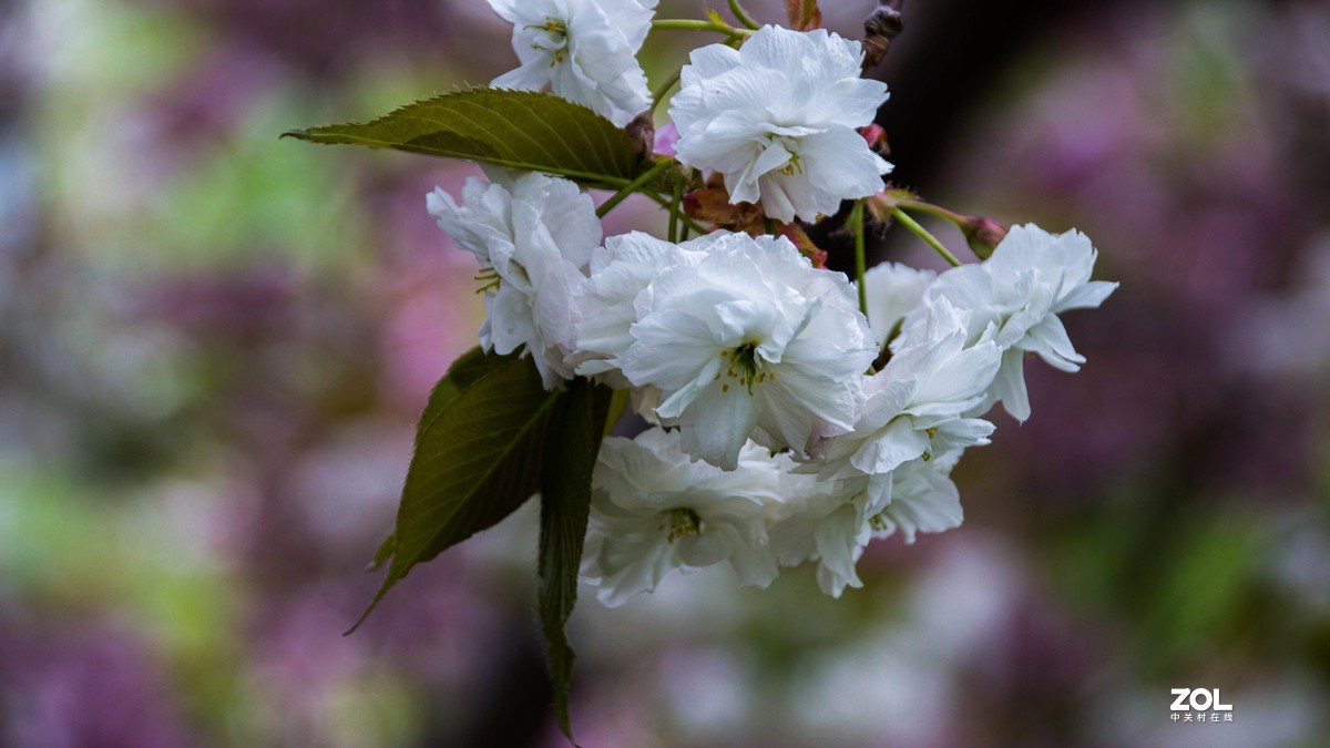 玉渊潭花花草草