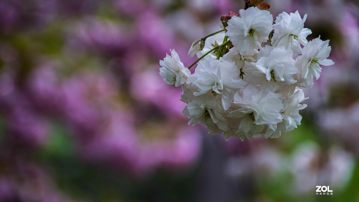 玉渊潭花花草草