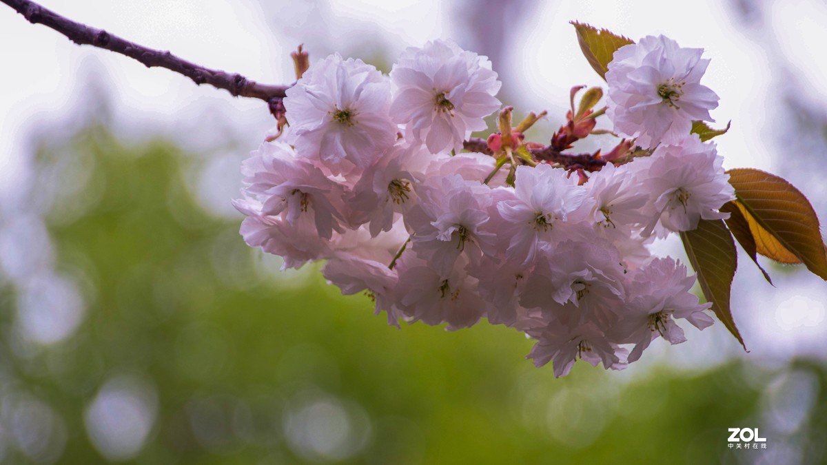 玉渊潭花花草草