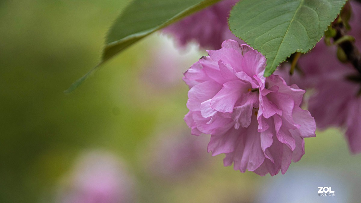 玉渊潭花花草草