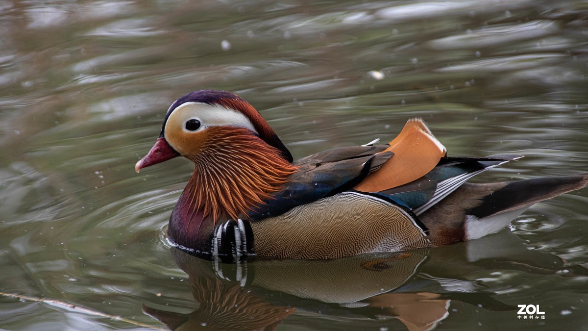 玉渊潭花花草草