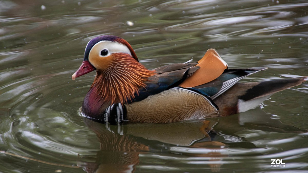 玉渊潭花花草草