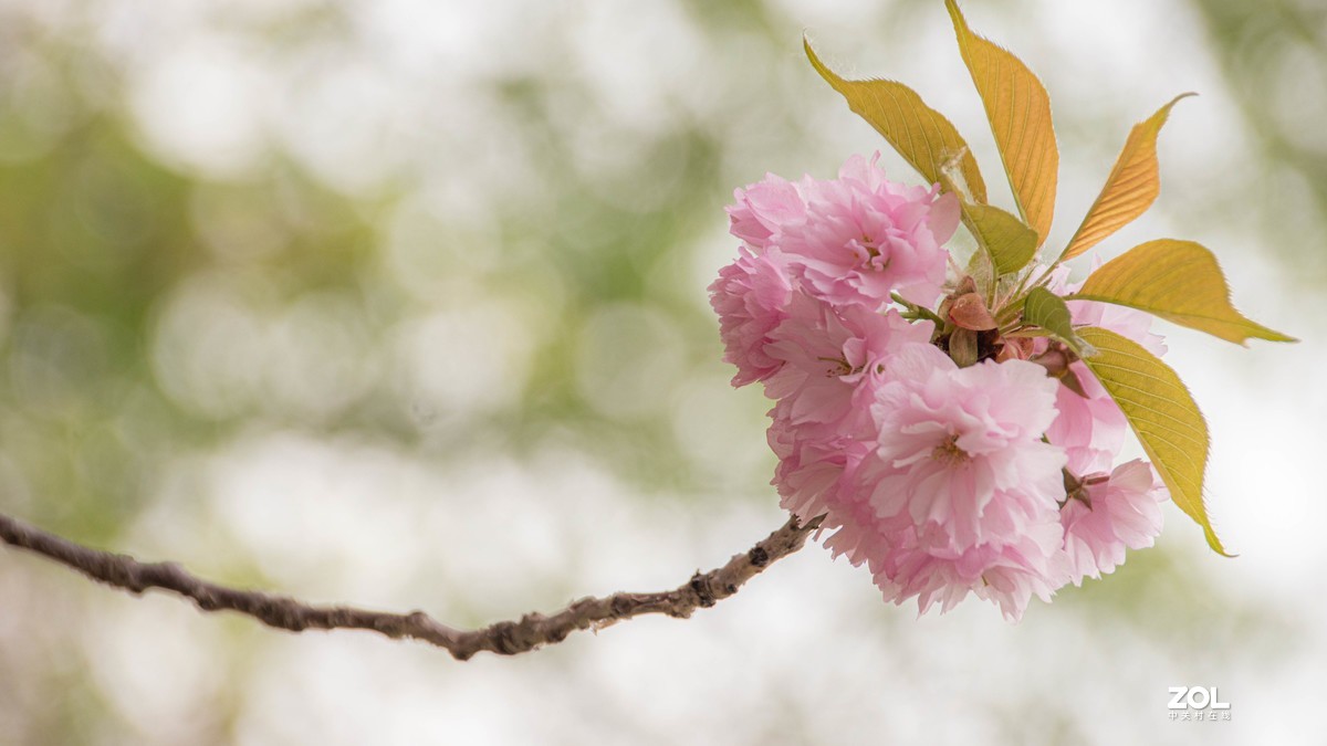 玉渊潭花花草草