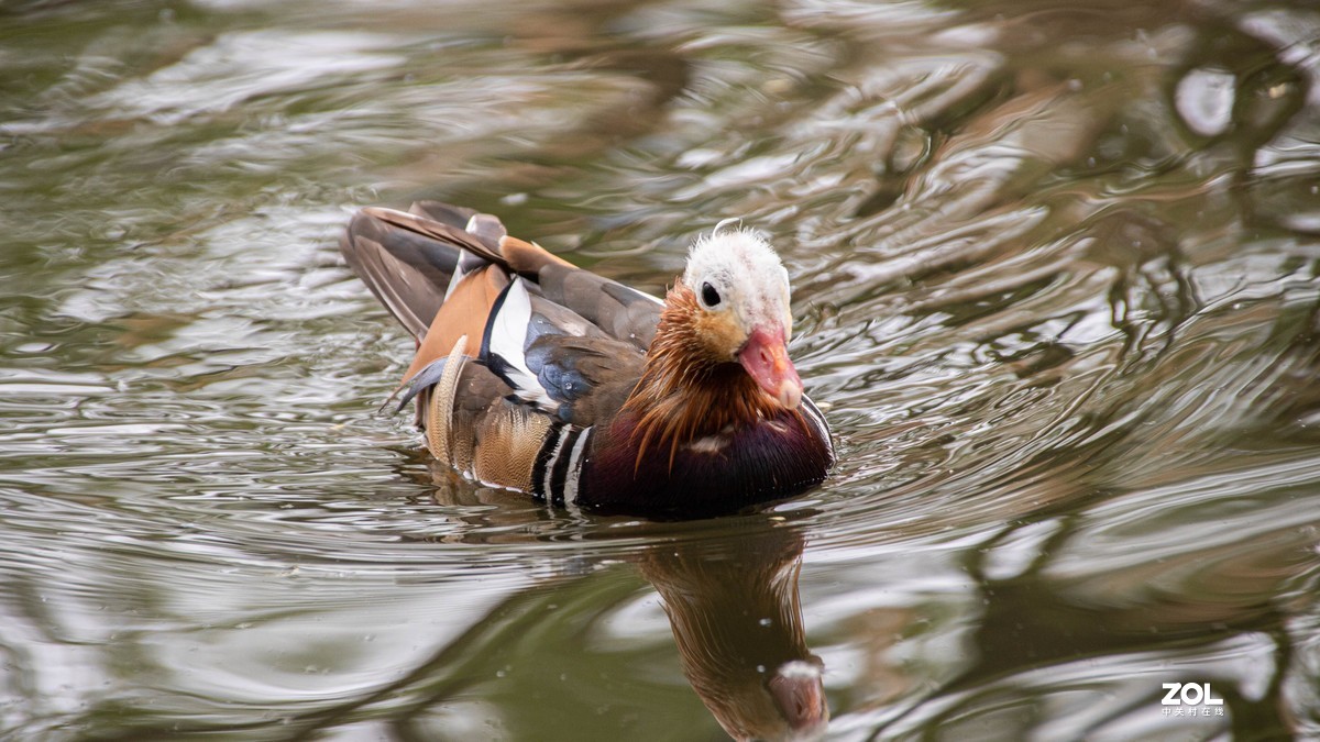 玉渊潭花花草草