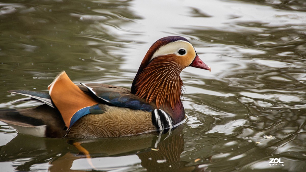 玉渊潭花花草草