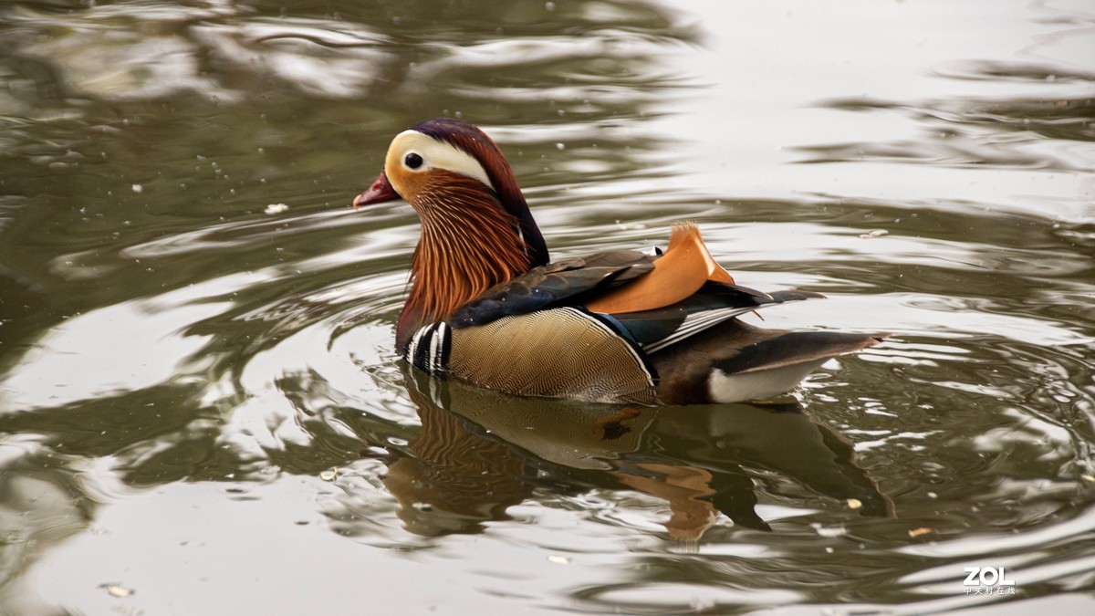 玉渊潭花花草草