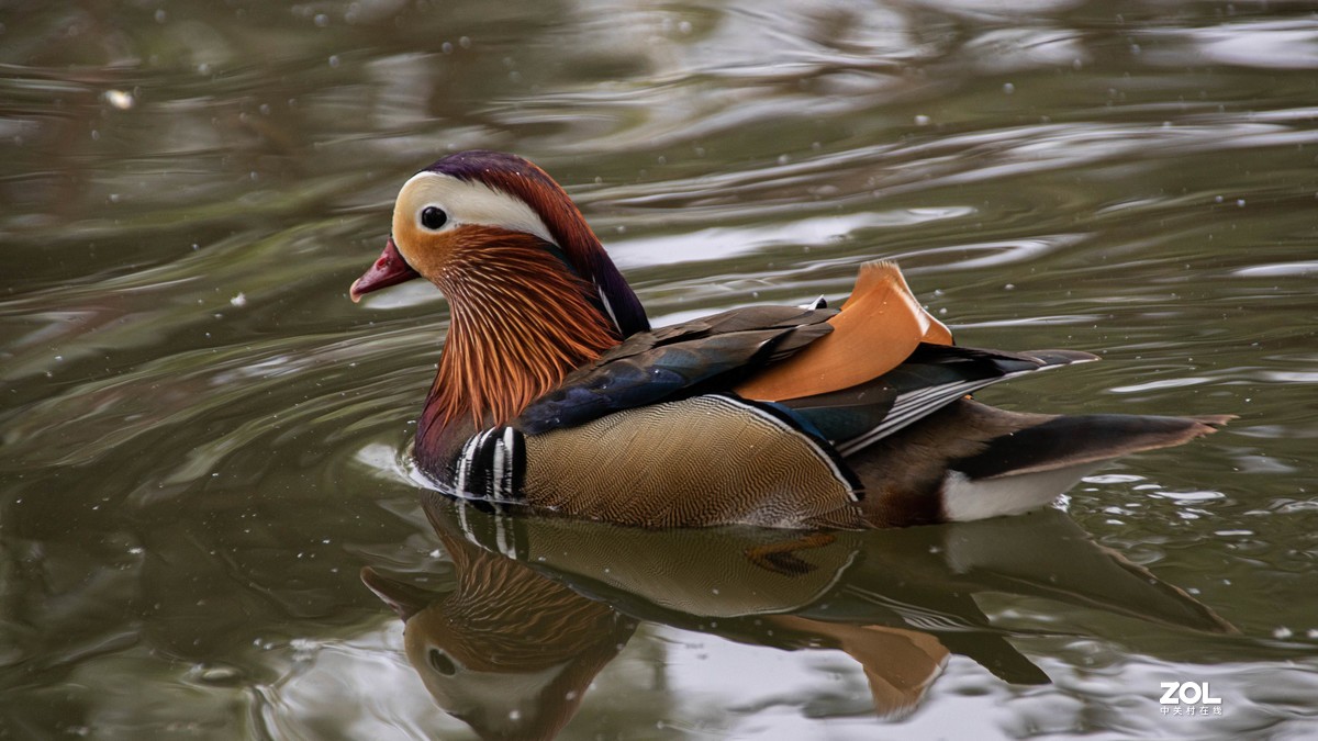 玉渊潭花花草草