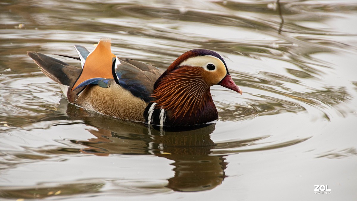 玉渊潭花花草草