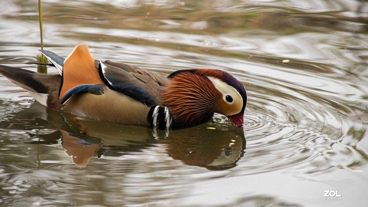 玉渊潭花花草草